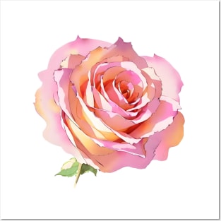 Romantic Blush Pink Isolated Rose Blossom Watercolor Floral Art Posters and Art
